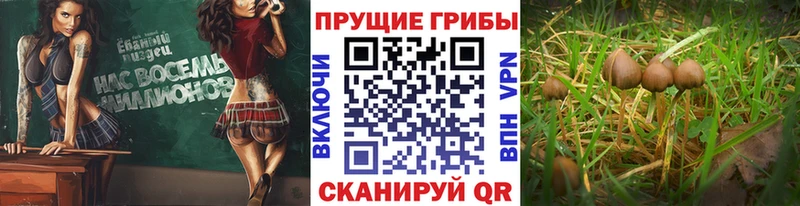 Галлюциногенные грибы прущие грибы  как найти закладки  Коммунар 